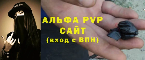 стаф Алзамай